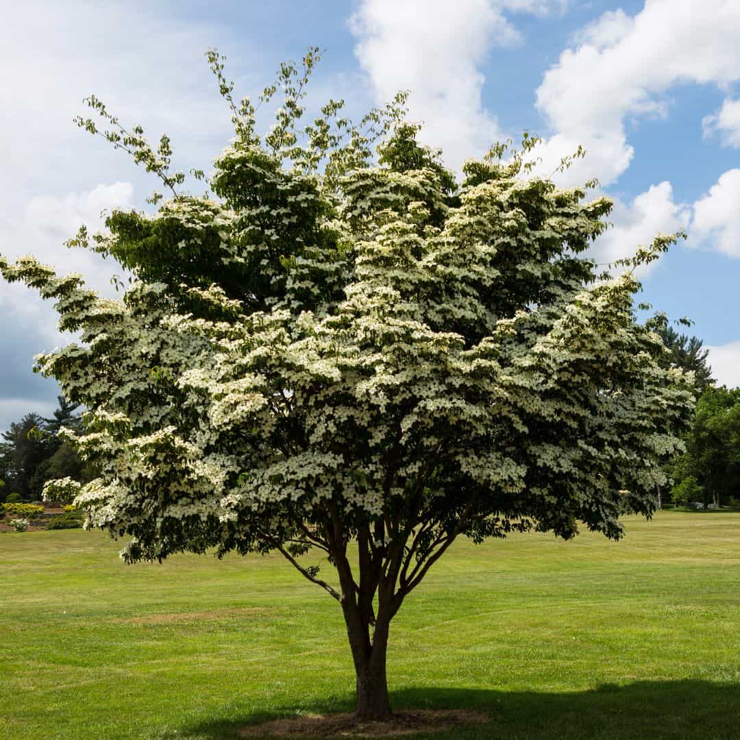 Mature Starlight Dogwood Tree Planted with Beautiful Vibrant White Flowers