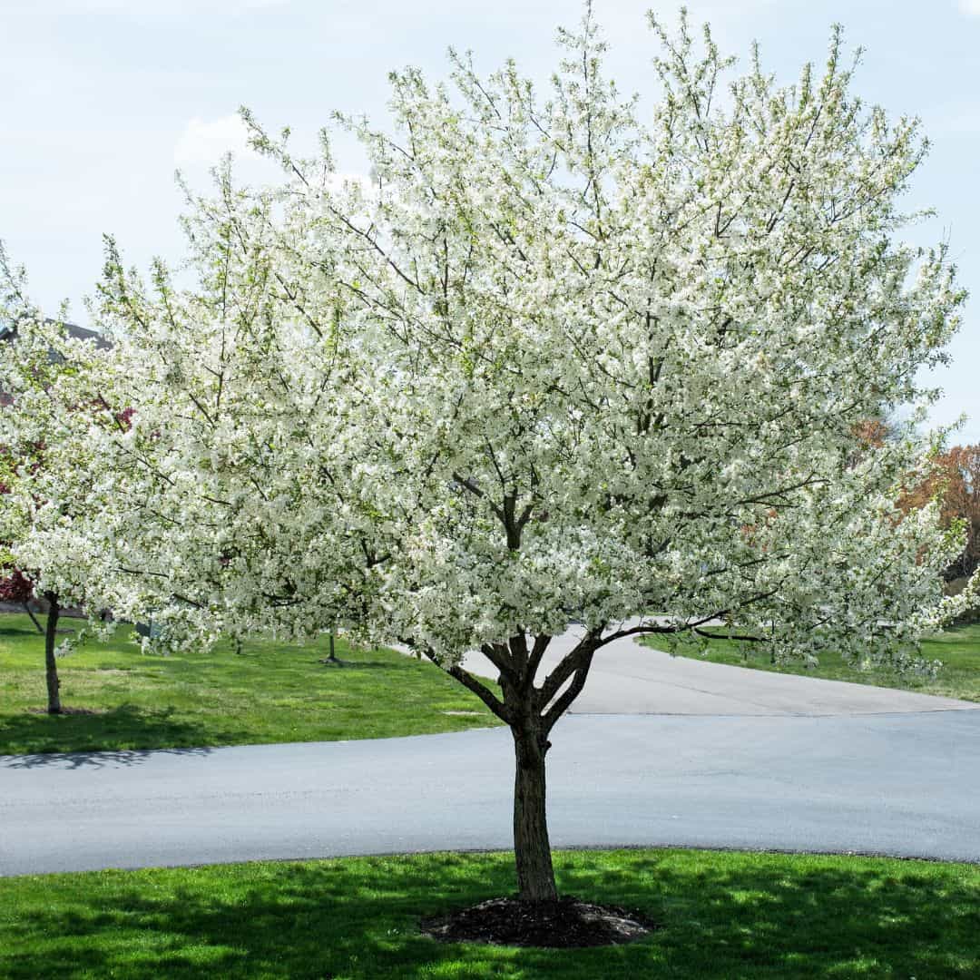 Mature Blooming Starlite Crabapple Tree with Beautiful White Blooms