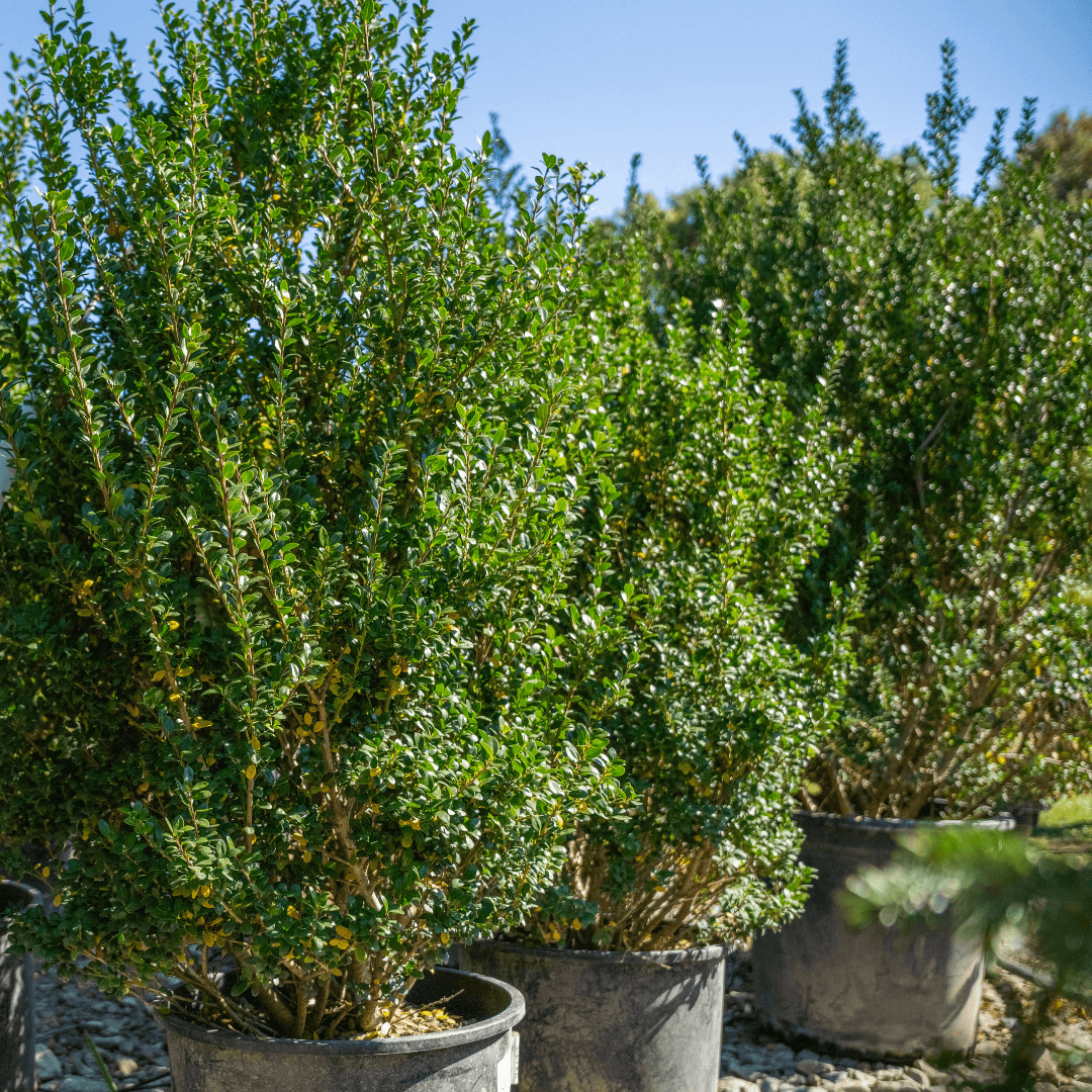 Multiple Beautiful Mature Steeds Japanese Holly In Nursery Aisle