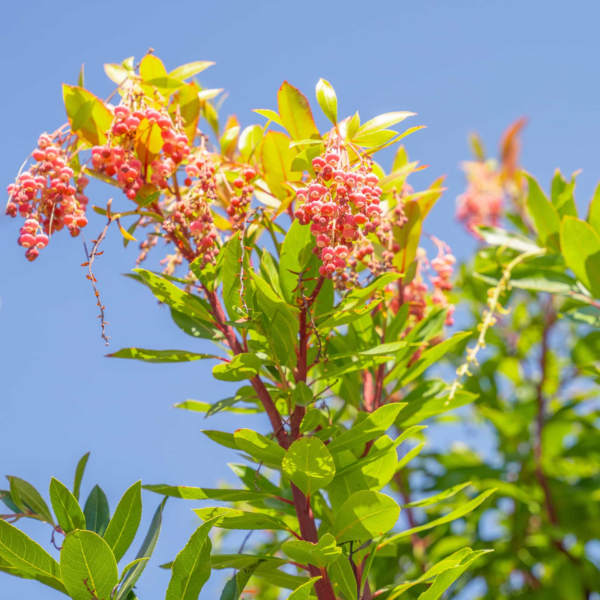 Strawberry Tree