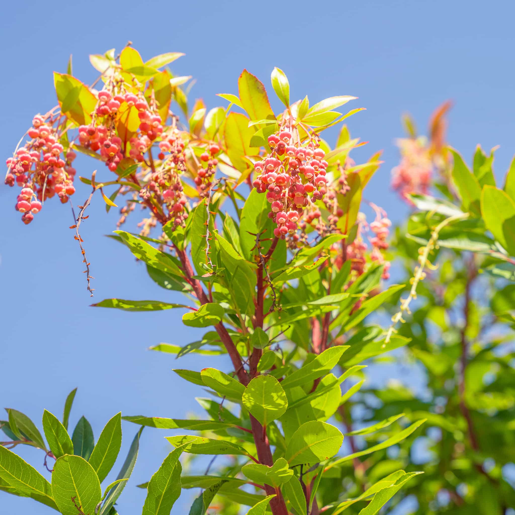 Strawberry Tree