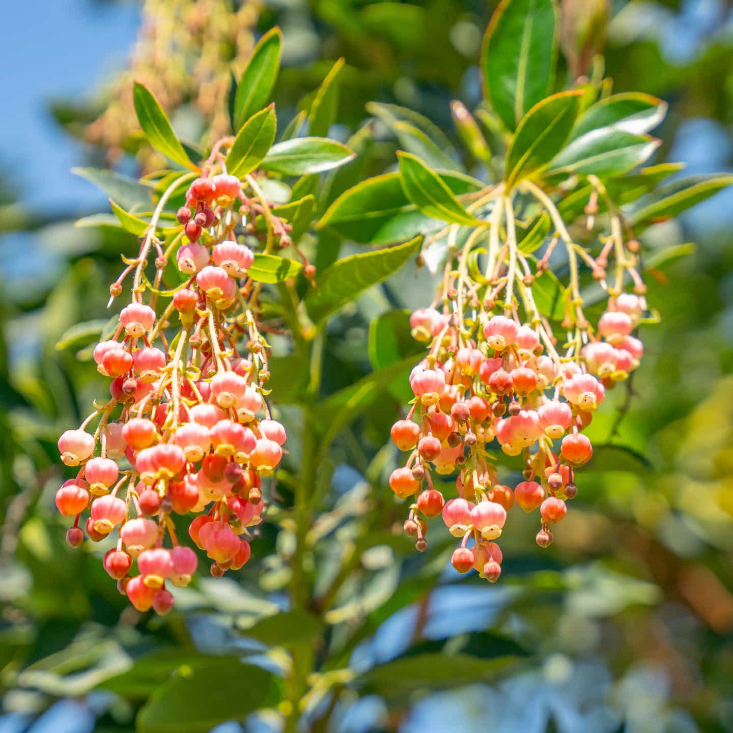 Strawberry Tree | Fast Growers | Moon Valley Nurseries