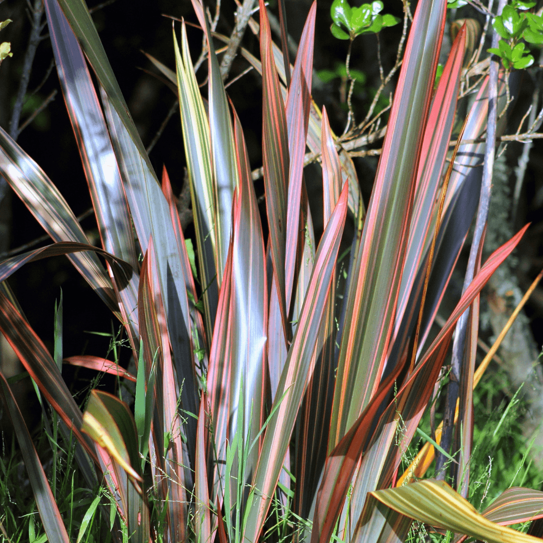 Beautiful Vibrant Sundowner New Zealand Flax Plant