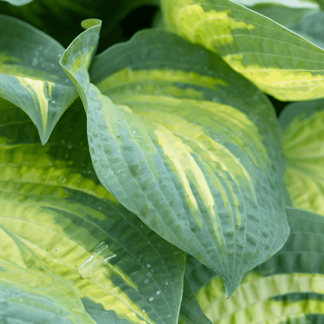 Mature Sunset Grooves Hosta Plant with Vibrant Foliage Color