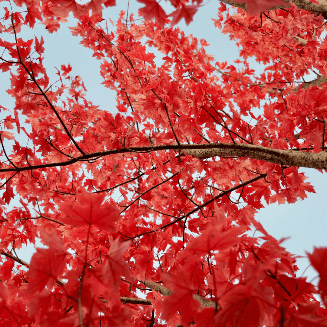 Mature Sunset Red Maple Tree Planted with Red Fall Color