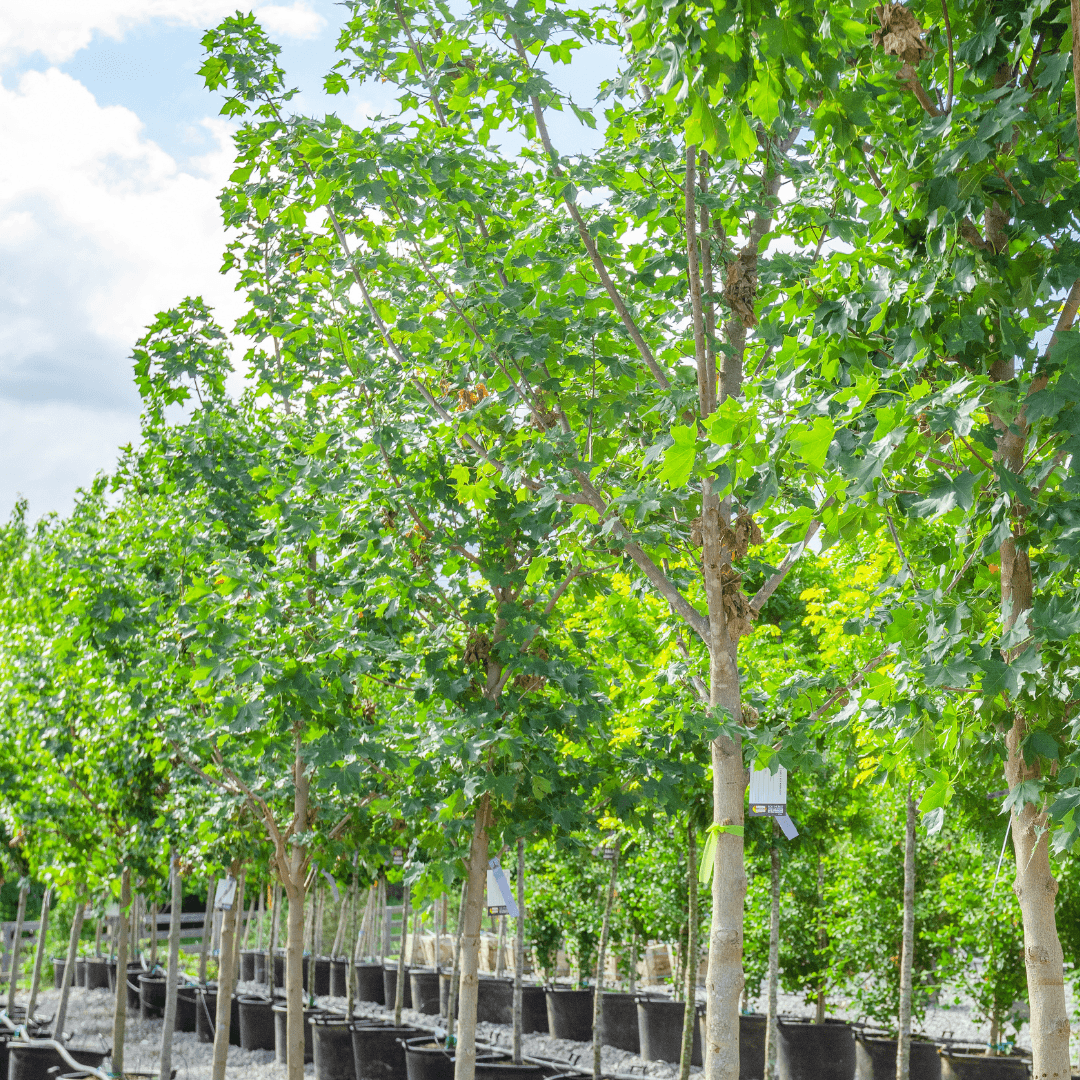 Multiple Mature Sunset Red Maple Trees In a Row On Nursery Aisle