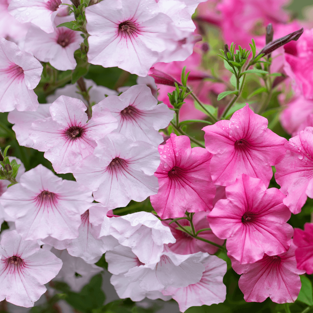 Colorful Supertunias Planted Pink and White Flowers