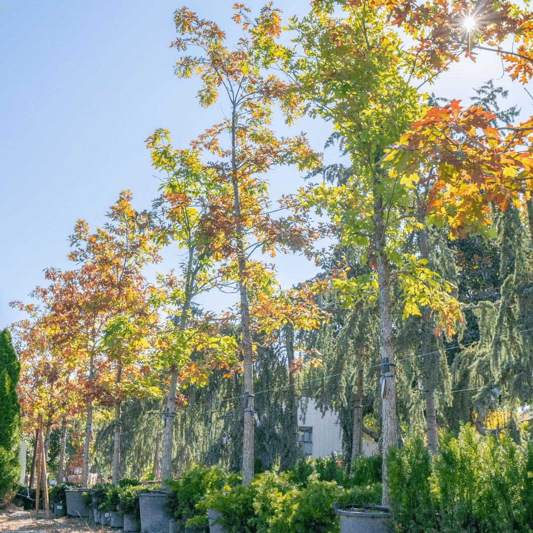 Multiple Tall Mature Swamp White Oak Trees in a Row at Nursery 