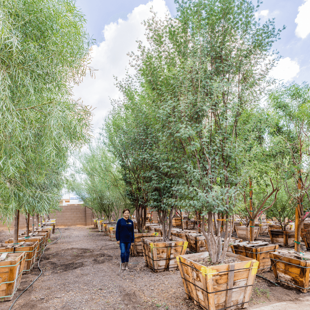 Sweet Acacia Trees | Flowering Trees | Moon Valley Nurseries