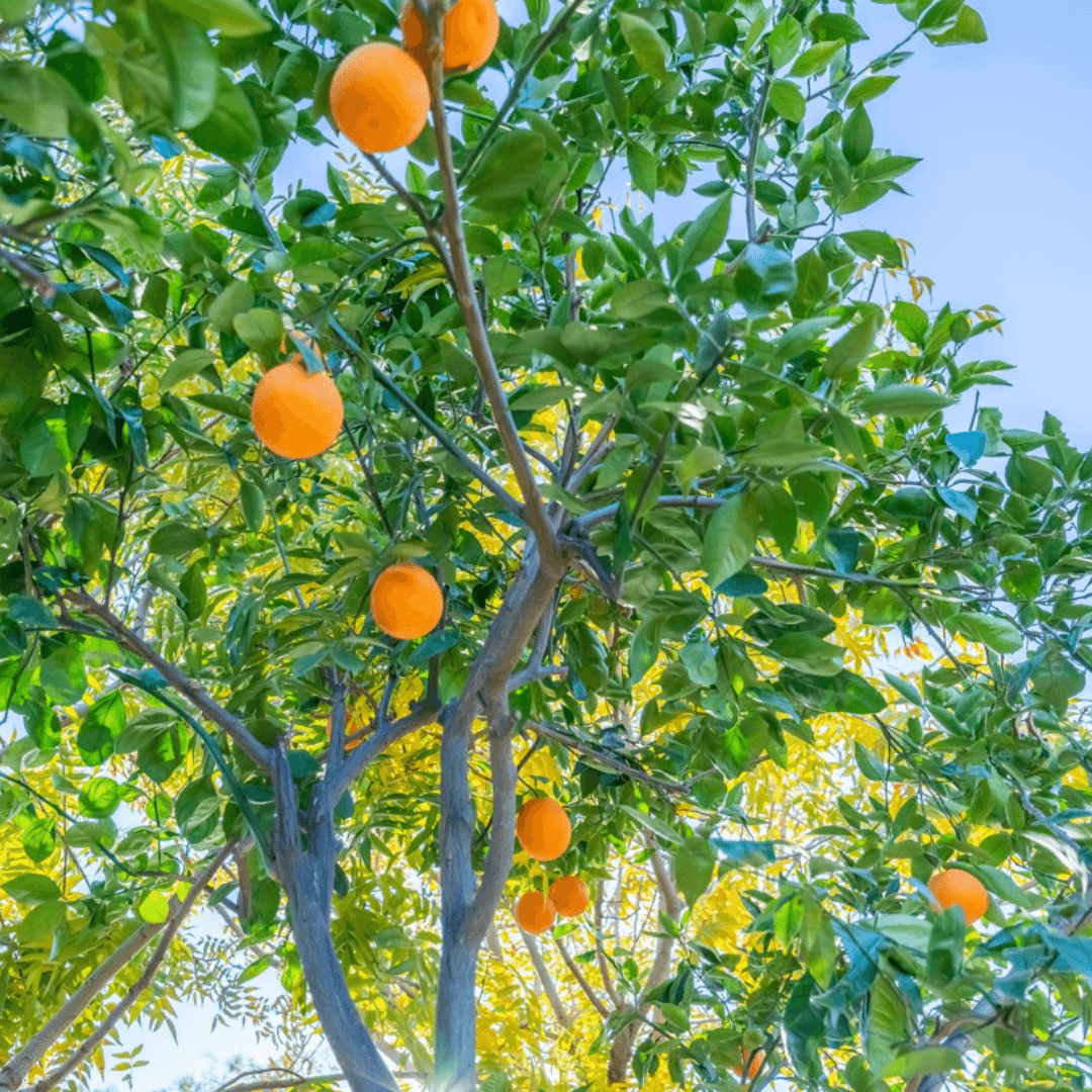 Sweet Orange Tree