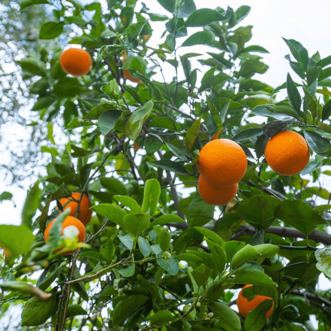 Sweet Oranges on Tree