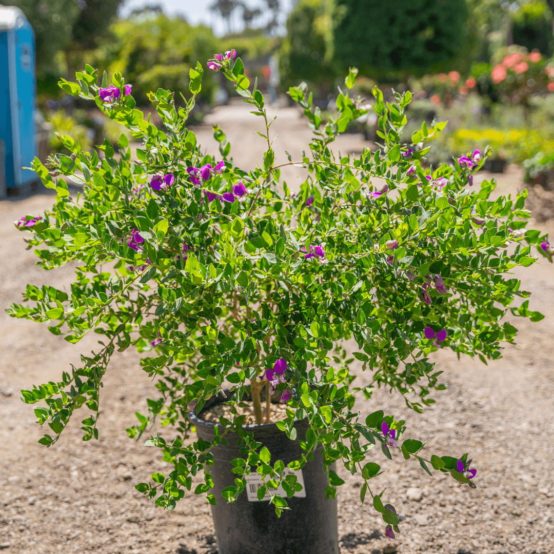 Beautiful Blooming Sweet Pea Plant