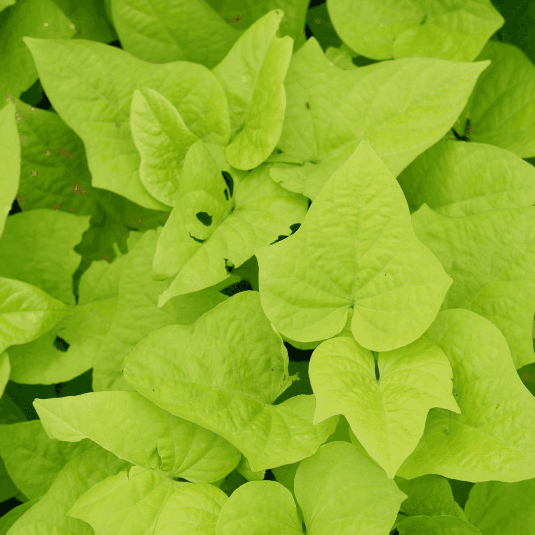 Lush Green Sweet Potato Vine Potted
