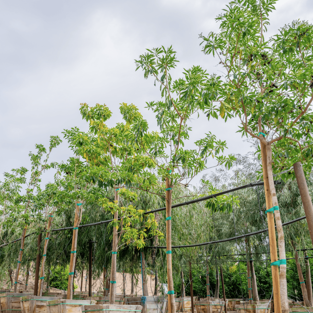 Multiple Sweetshade Trees Potted