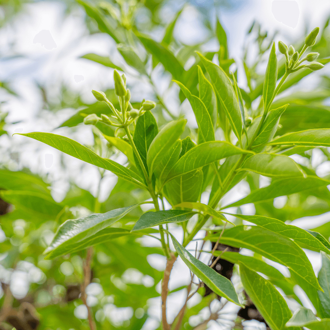 Beautiful Sweetshade Tree Foliage