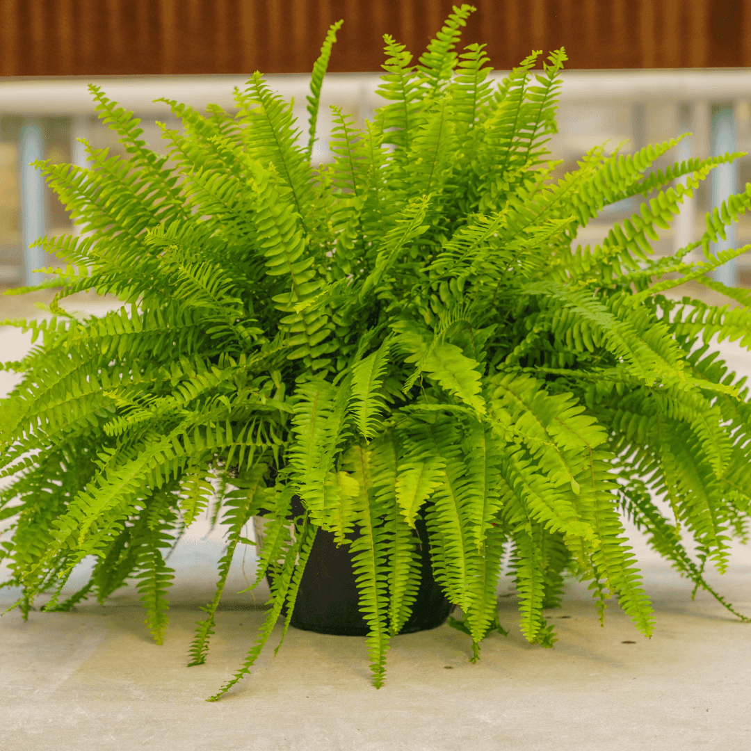 Dense Green Sword Fern Potted in Nursery Green House 