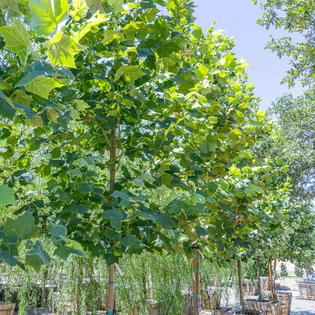 Sycamore Trees