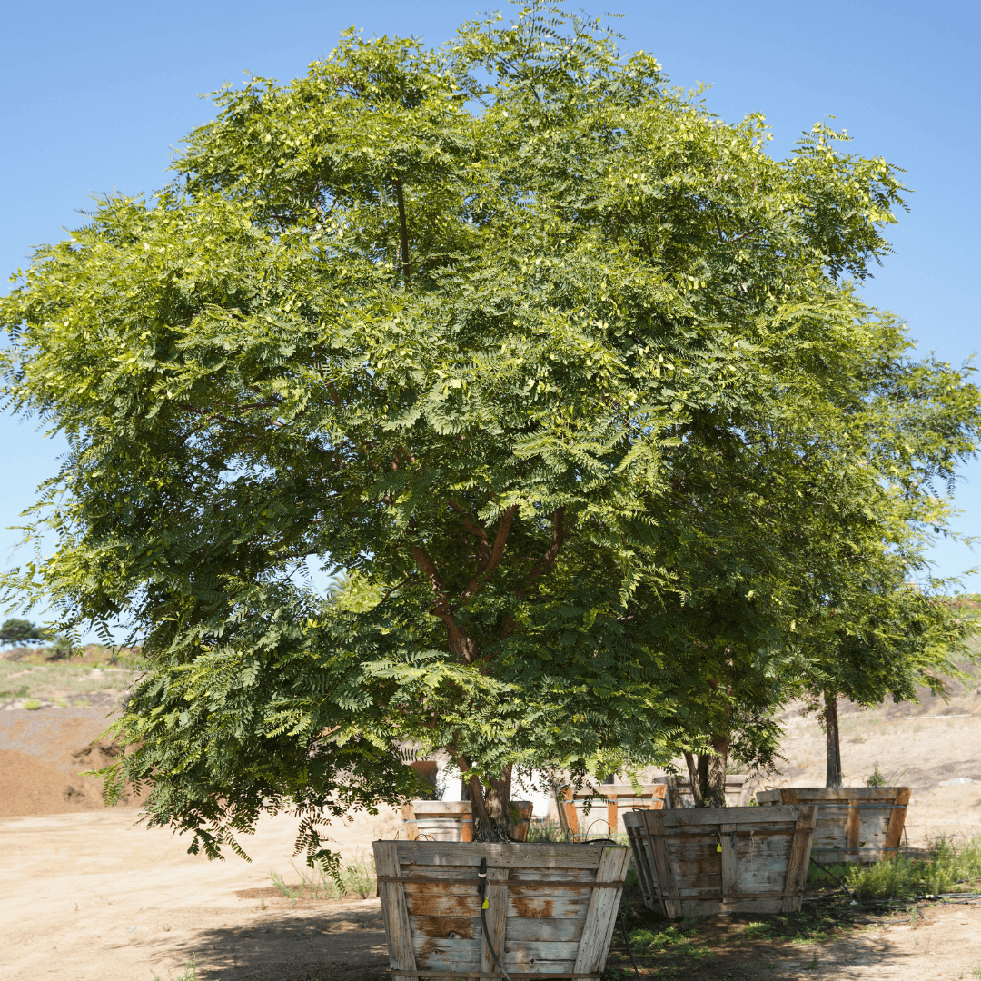 Beautiful Dense Tipu Tree