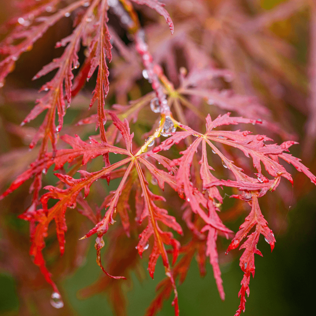 Colorful Tamukeyama Japanese Maple Foliage