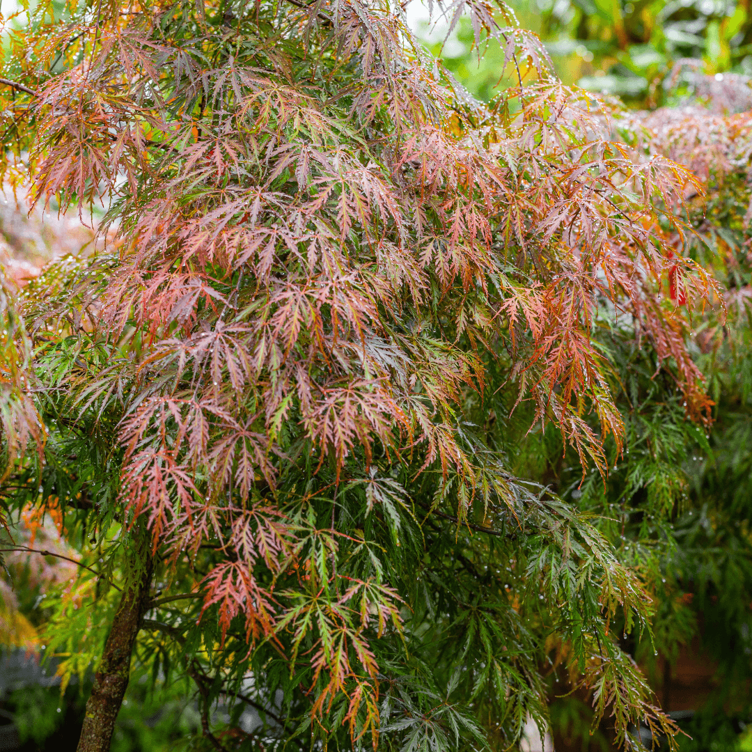 Mature and Colorful Tamukeyama Japanese Maple Planted