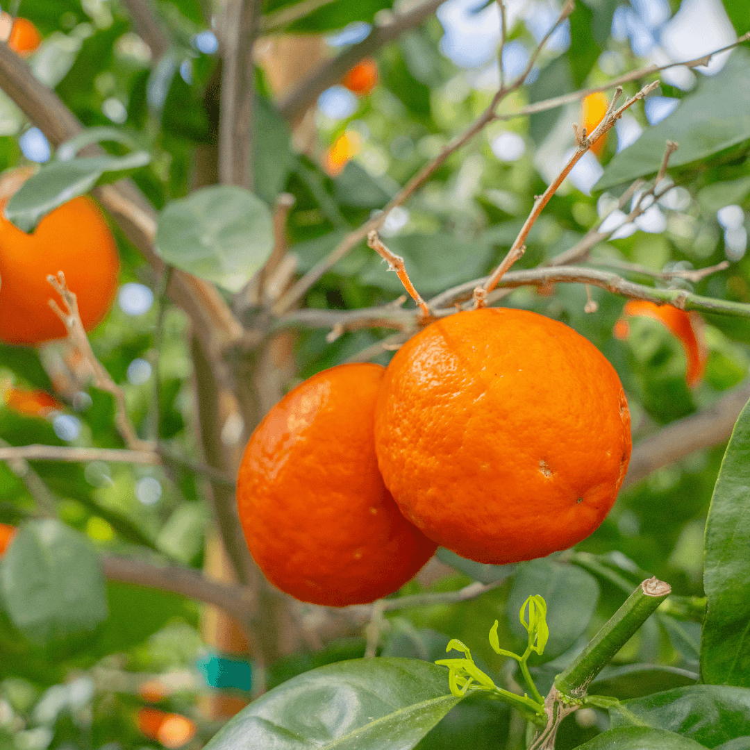 Tangelo Fruit On Tree