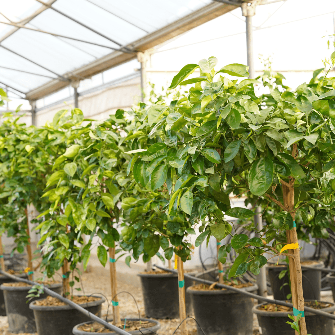 Row of Tangelo Trees in Nursery