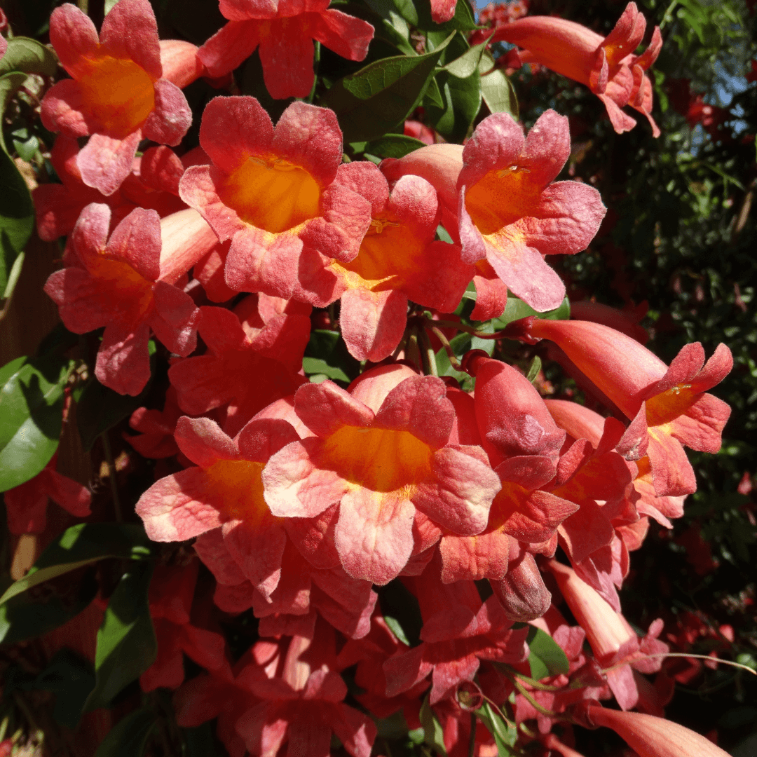 Close Up Photo of Vibrant Blooming Tangerine Crossvine Flowers 