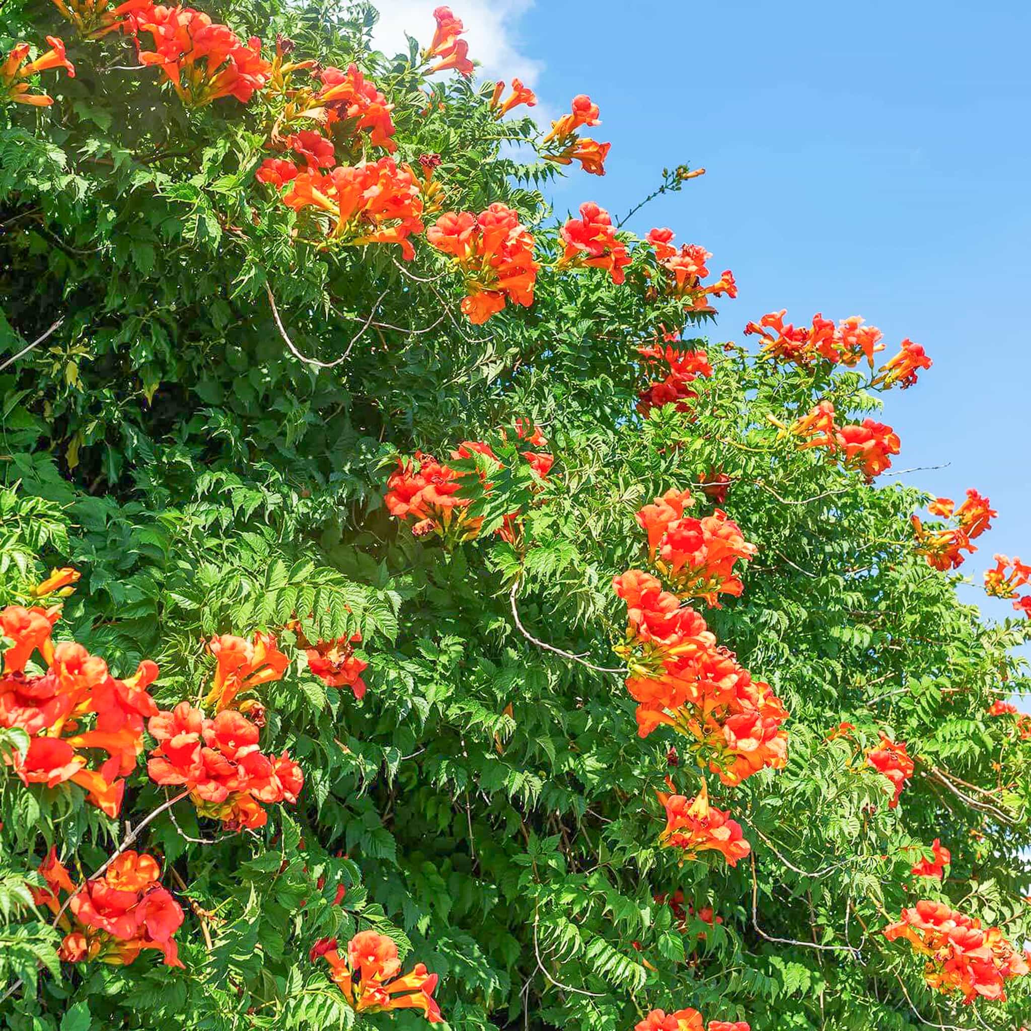 Cape Honeysuckle
