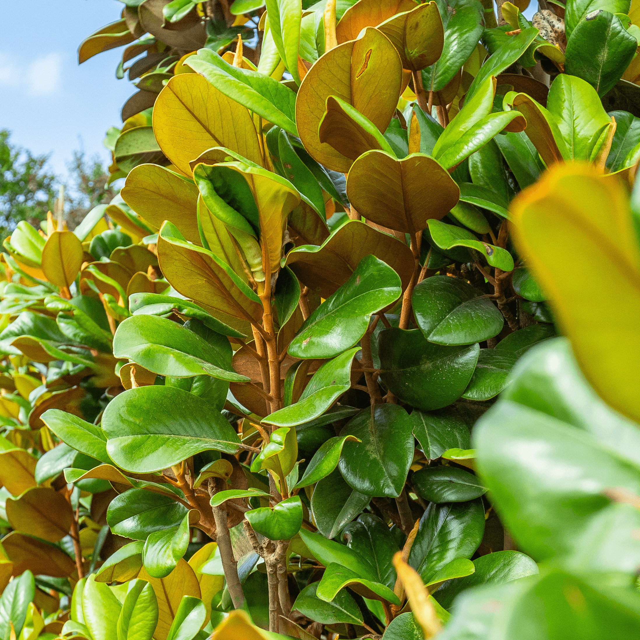 Huge Teddy Bear Magnolias leaves