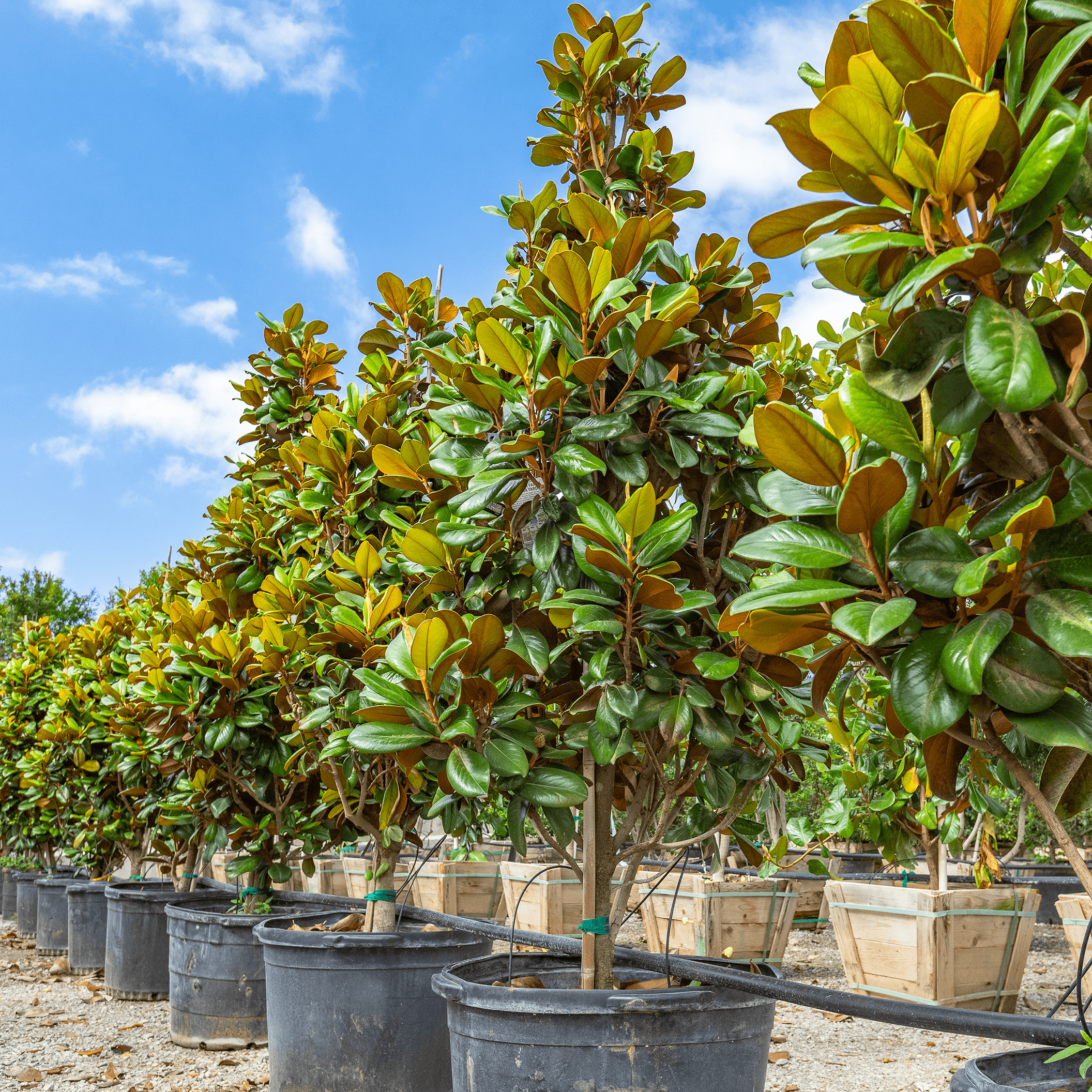 Teddy Bear Magnolia row