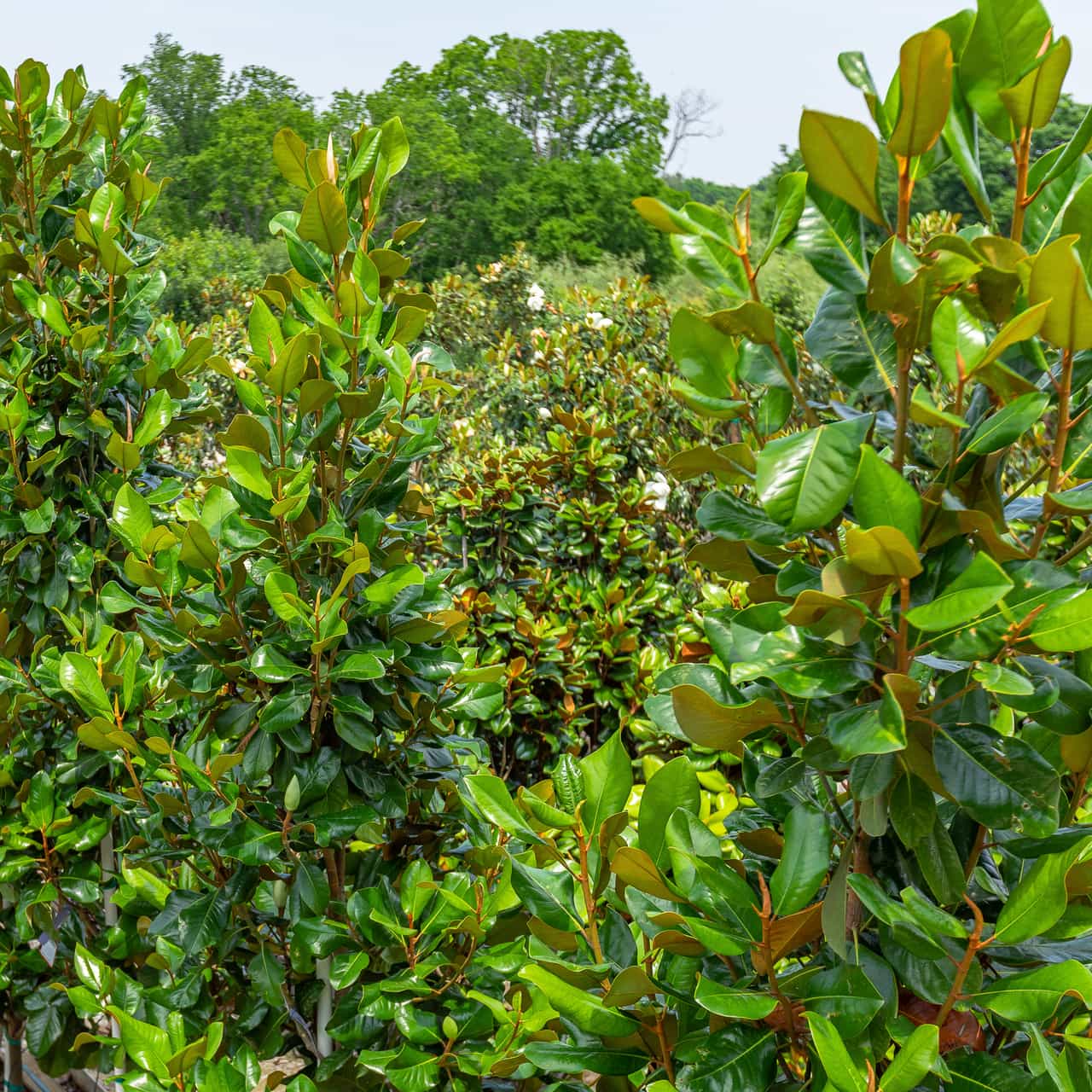 Sweetbay Magnolia Tree | Flowering Trees | Moon Valley Nurseries