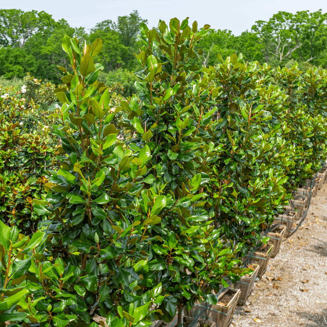 Teddy Bear Magnolia | Oak Tree Magnolia Trees | Moon Valley Nurseries