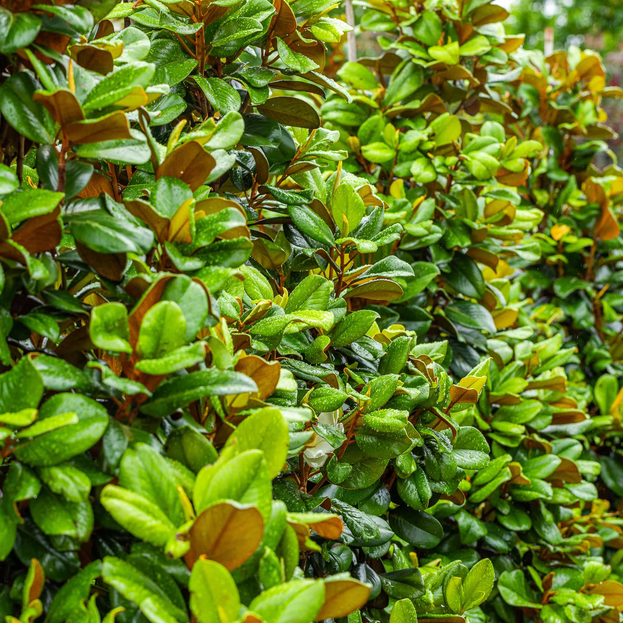 Magnolia leaves closeup