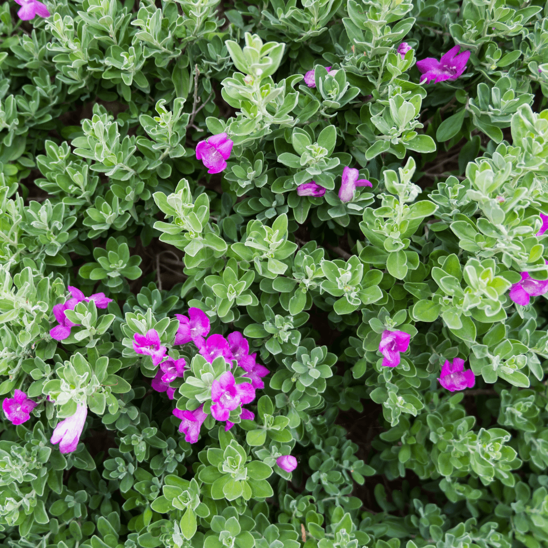 Close Up Photo of a Texas Sage with Vibrant Foliage and Purple Flowers