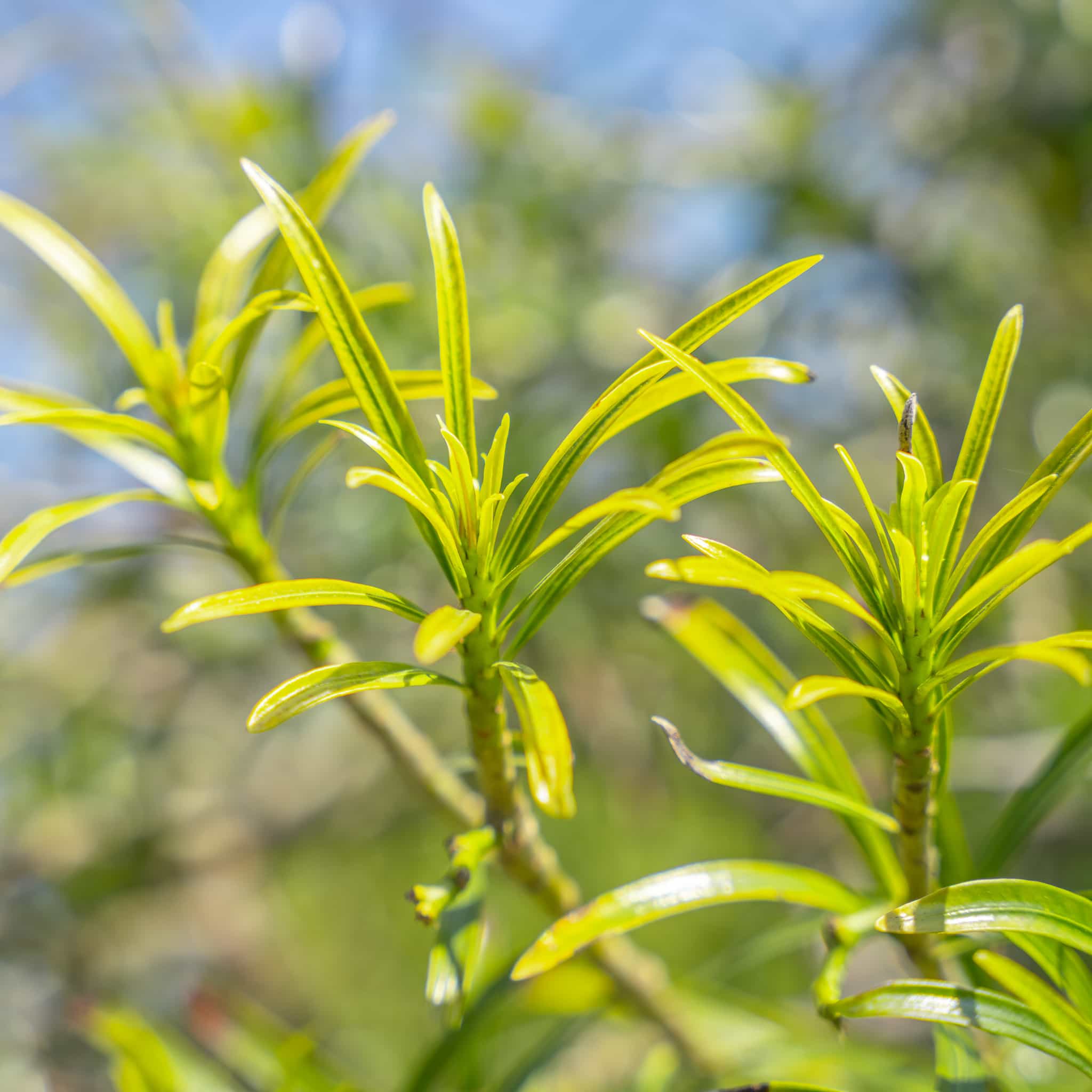 Thevetia Tree Flowering Tree Moon Valley Nurseries