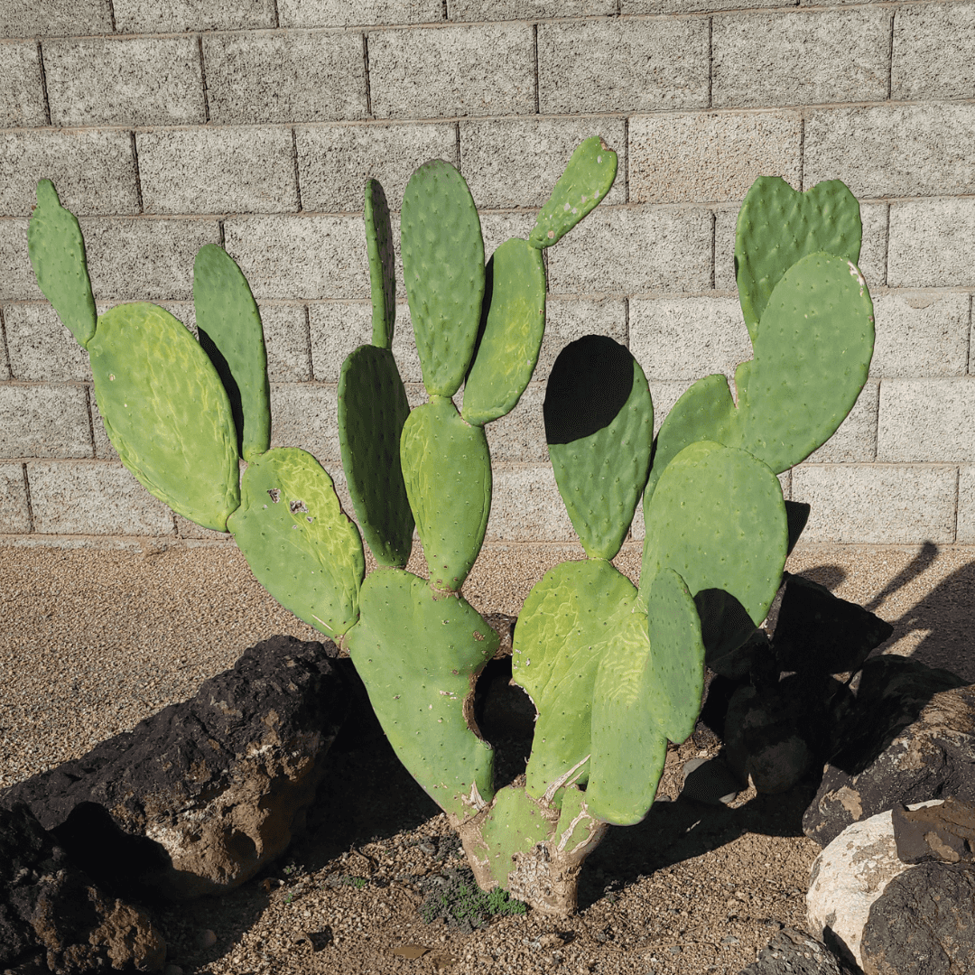 Mature Thornless Prickly Pear Planted