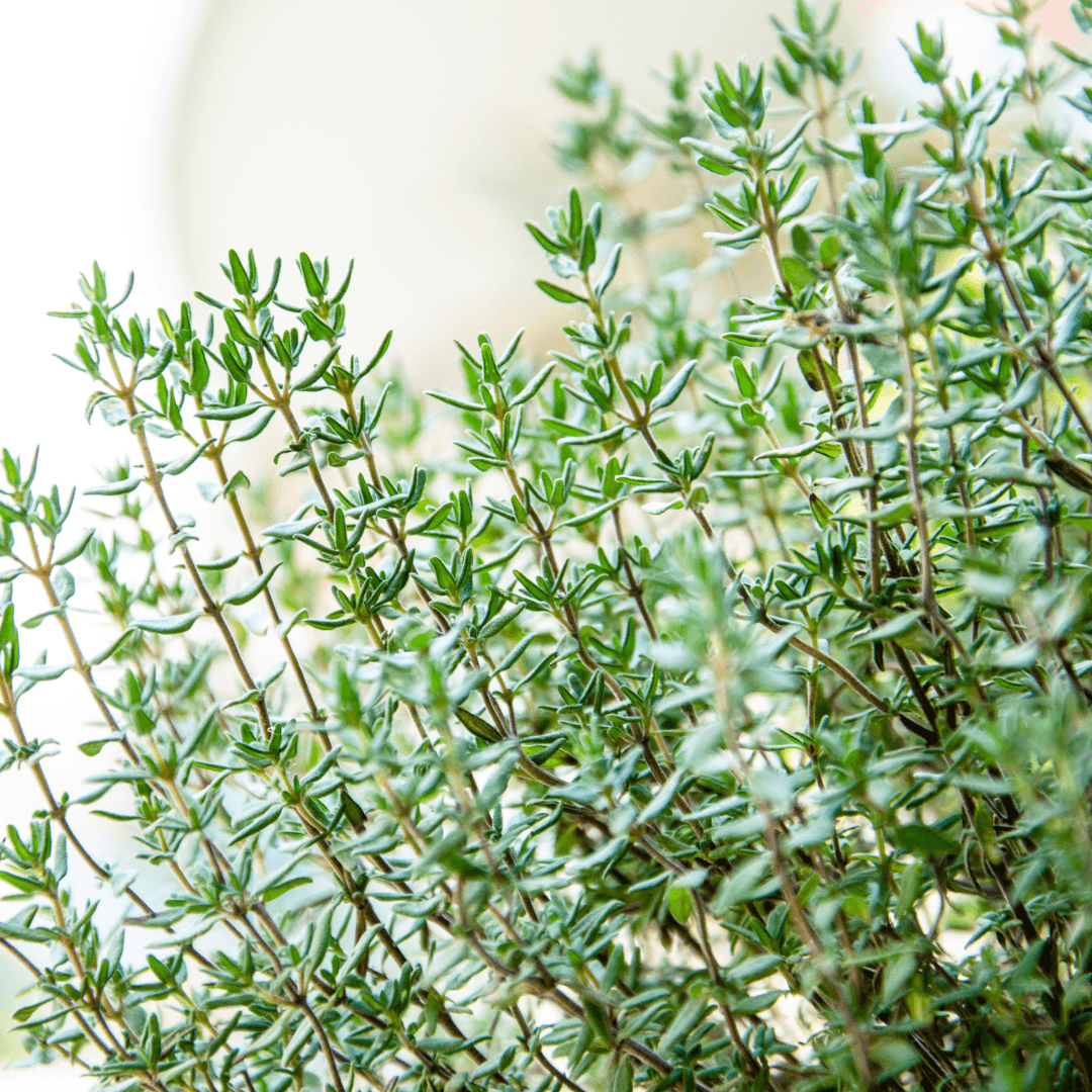 Fresh Green Thyme Herb