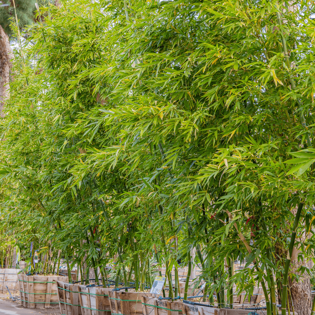 Multiple Mature Timber Bamboo Plants In a Row at Nursery 