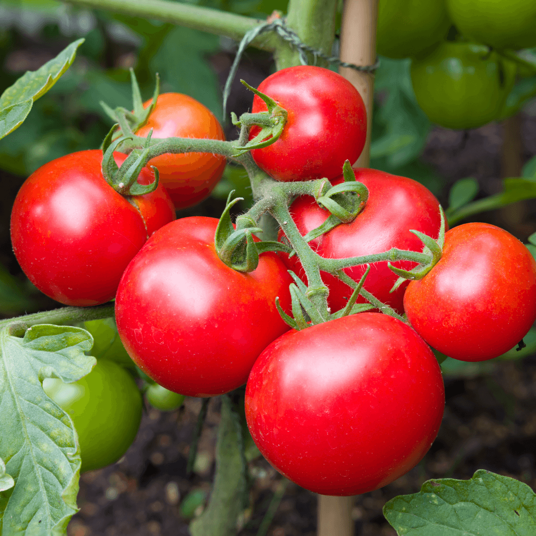 Fresh Ripe Red Tomatoes Planted