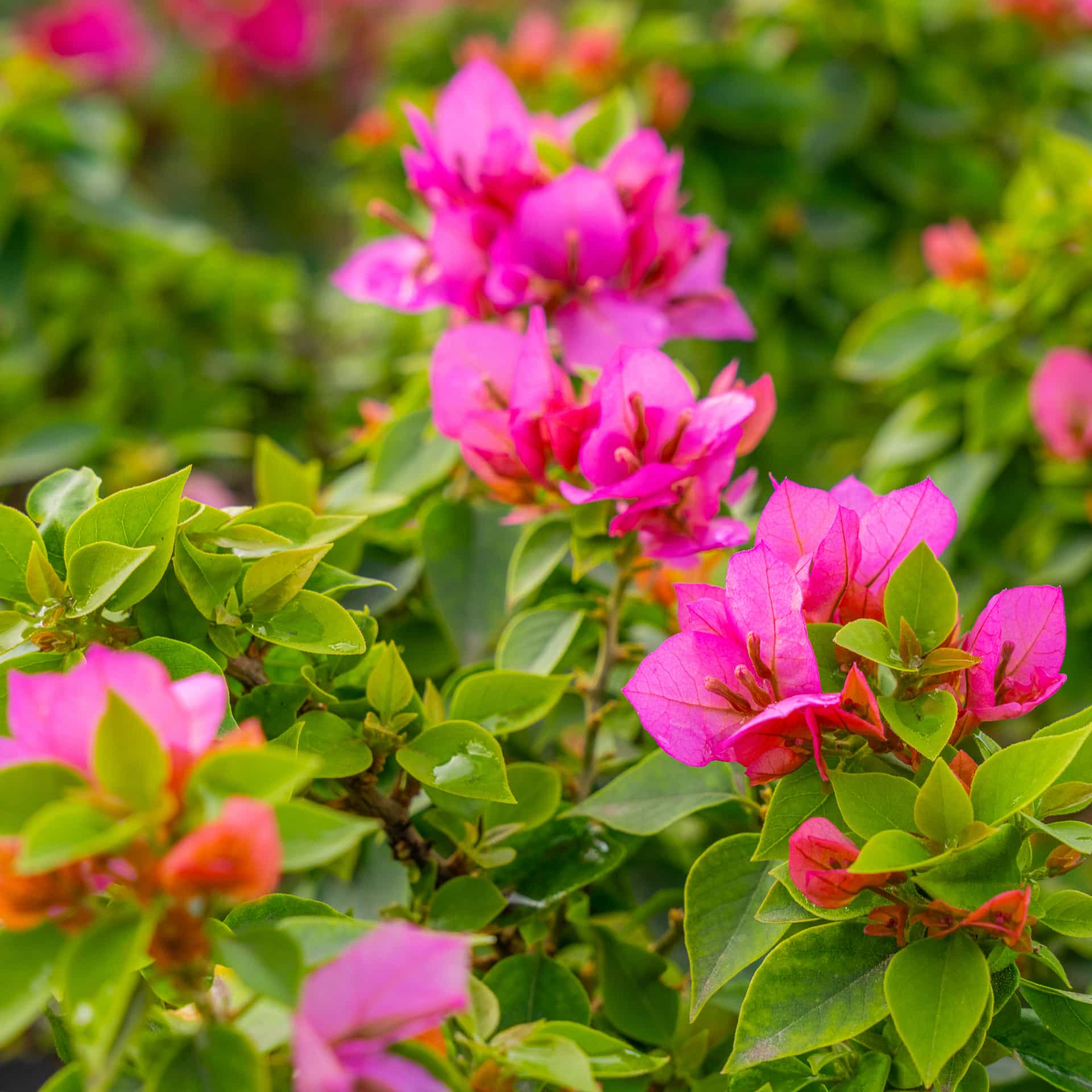 Torch Glow Bougainvillea | Shrubs | Moon Valley Nurseries
