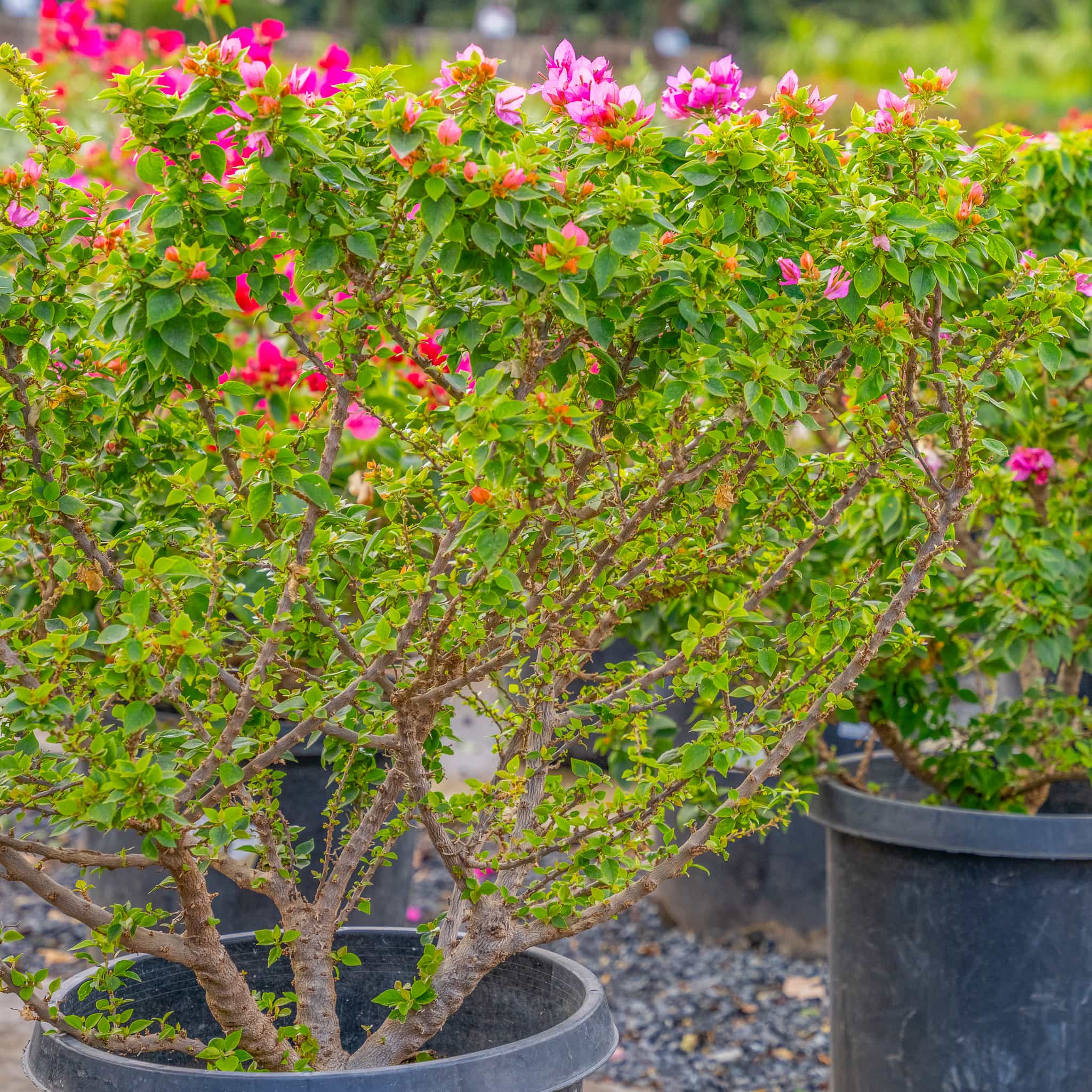 Torch Glow Bougainvilla