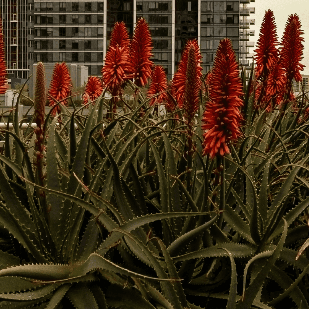 Beautiful Mature Blooming Torch Aloe Plant with Vibrant Red-Orange Flowers