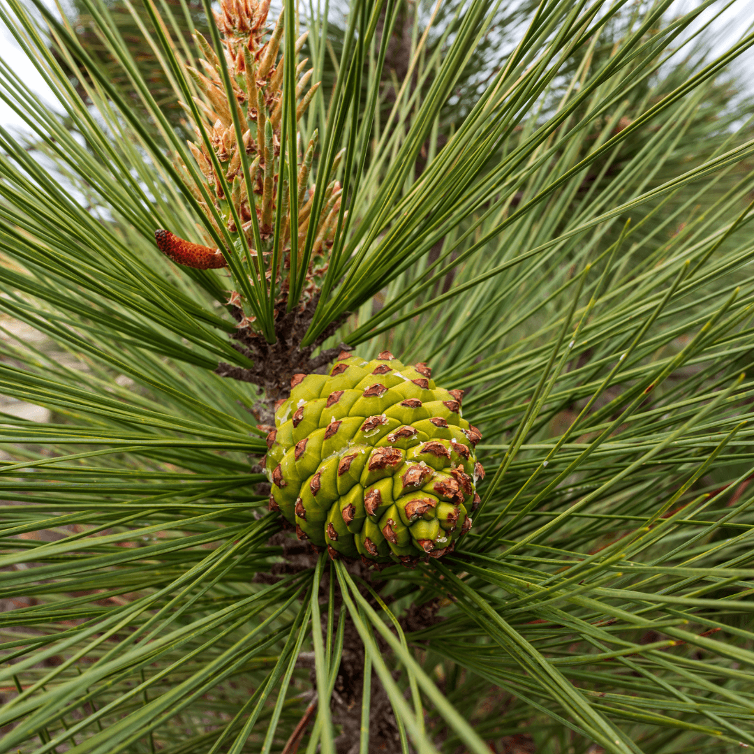 Beautiful Torrey Pine Foliage
