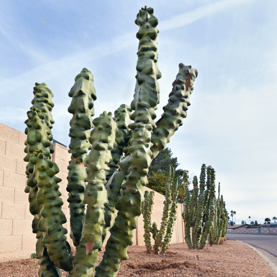 Multiple Mature Totem Pole Cactus