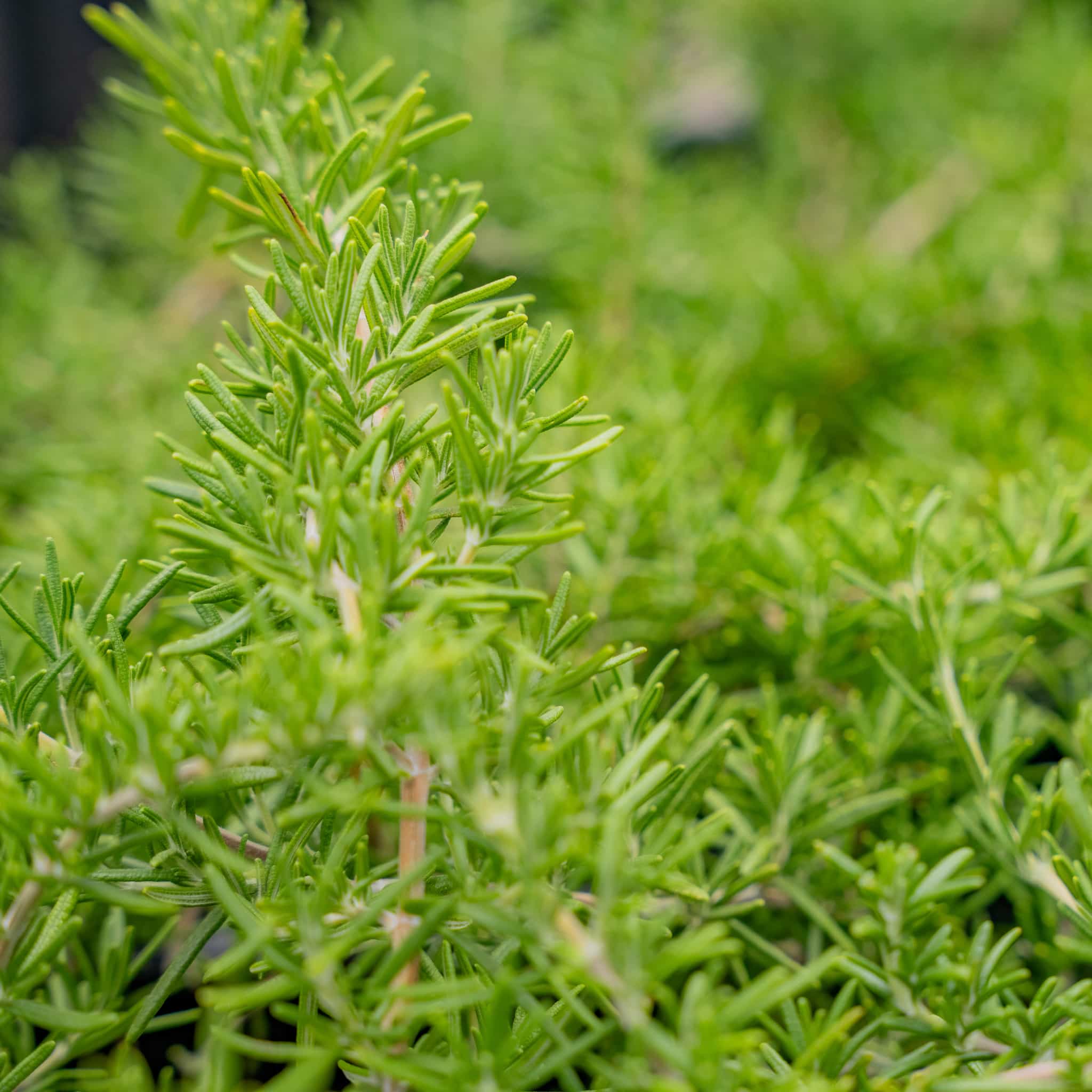 Trailing Rosemary