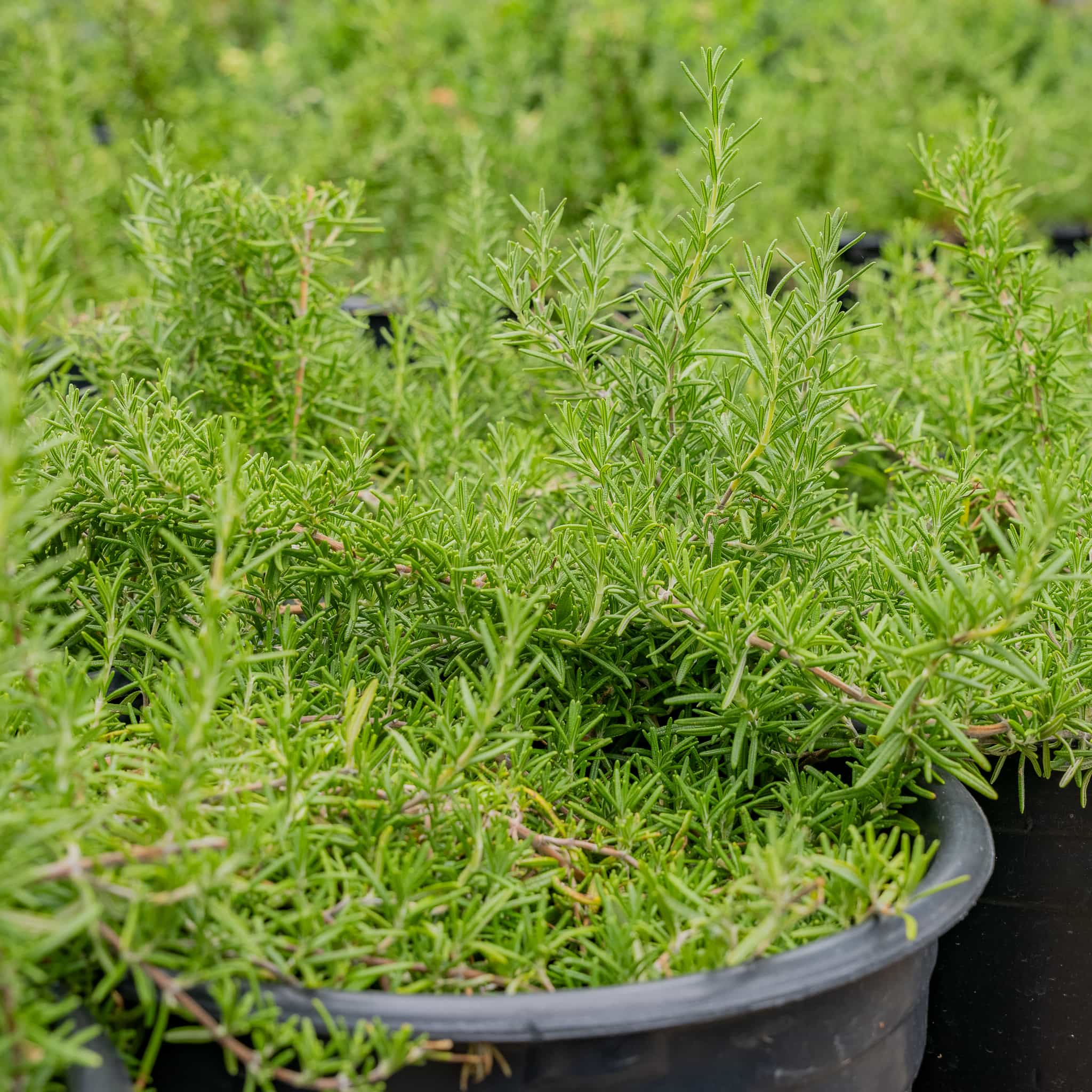 Trailing Rosemary
