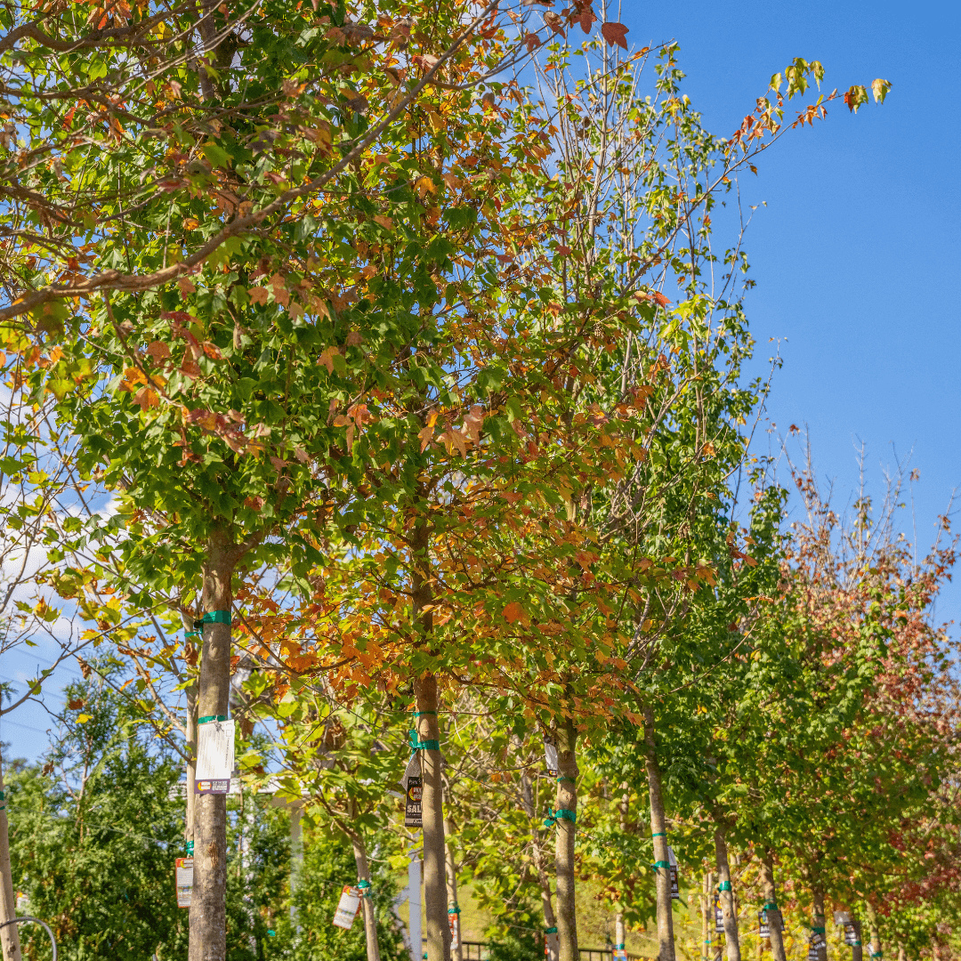 Multiple Mature Trident Maple Trees in a Row in Nursery Aisle With Fall Color