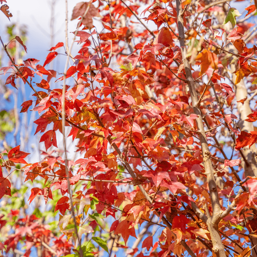 Mature Trident Maple Tree At Nursery With Red Fall Color