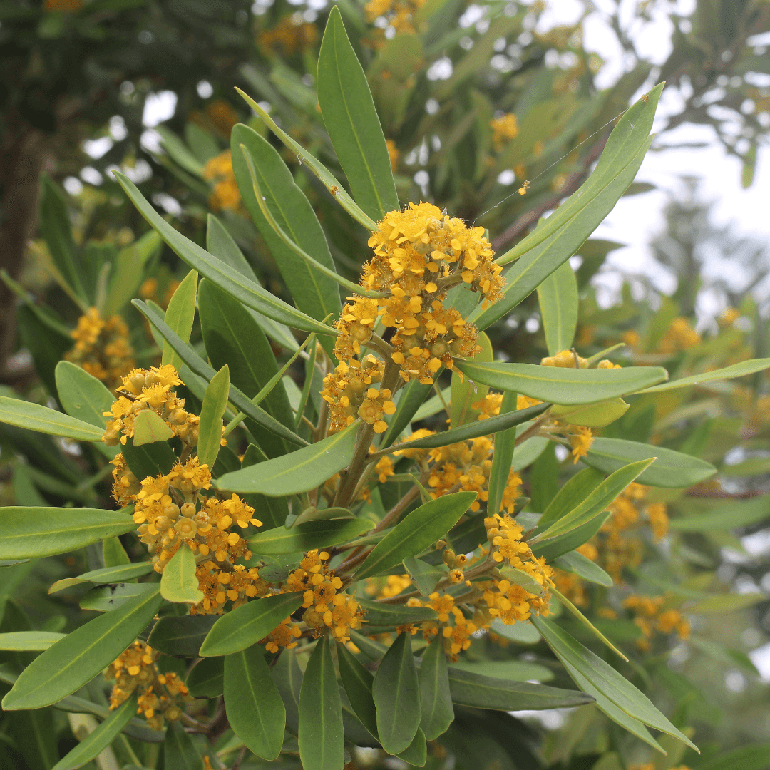 Beautiful Blooming Tristania Water Gum Tree with Vibrant Yellow Flowers