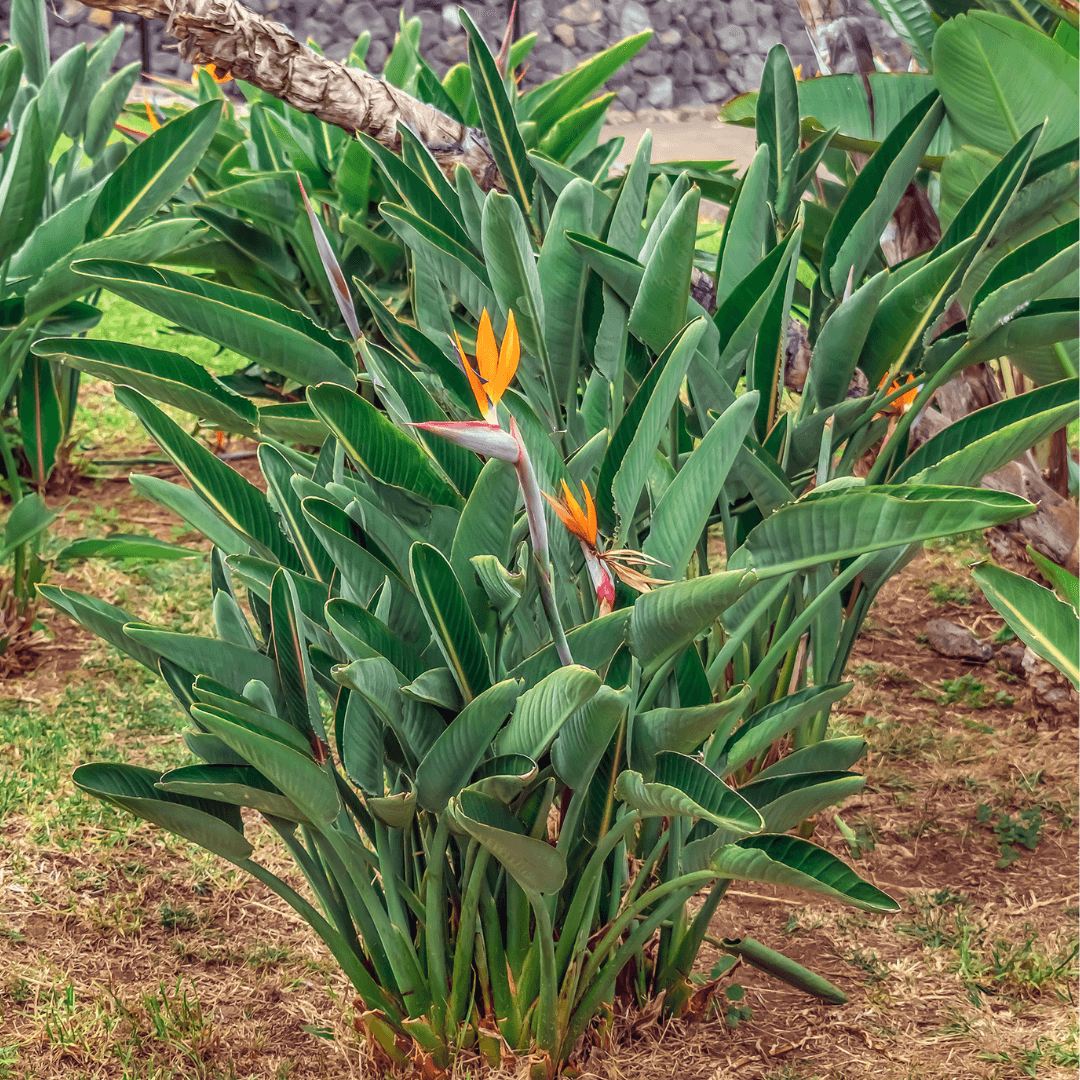 Tropical Bird of Paradise Planted with Vibrant Colored Flowers in Bloom 